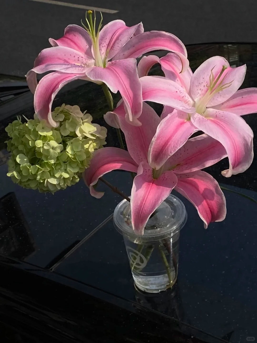 （僭合集仓）粉色系香水百合4枝保8个花苞，1单包邮，两单升级冷链！