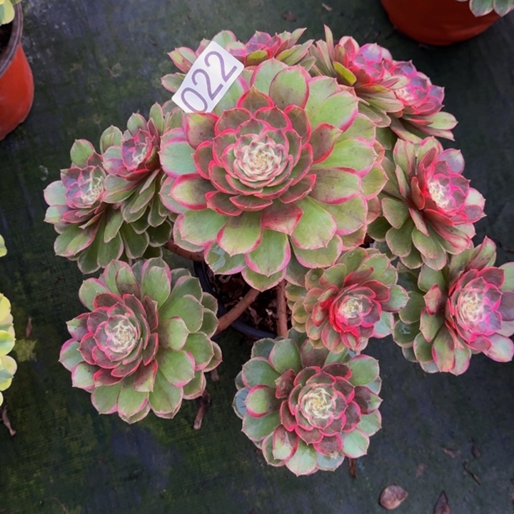 00000000022粉花妖福利价