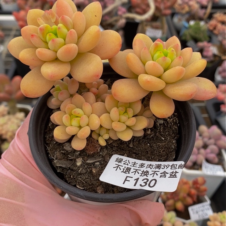 香格里拉9cm130多肉植物