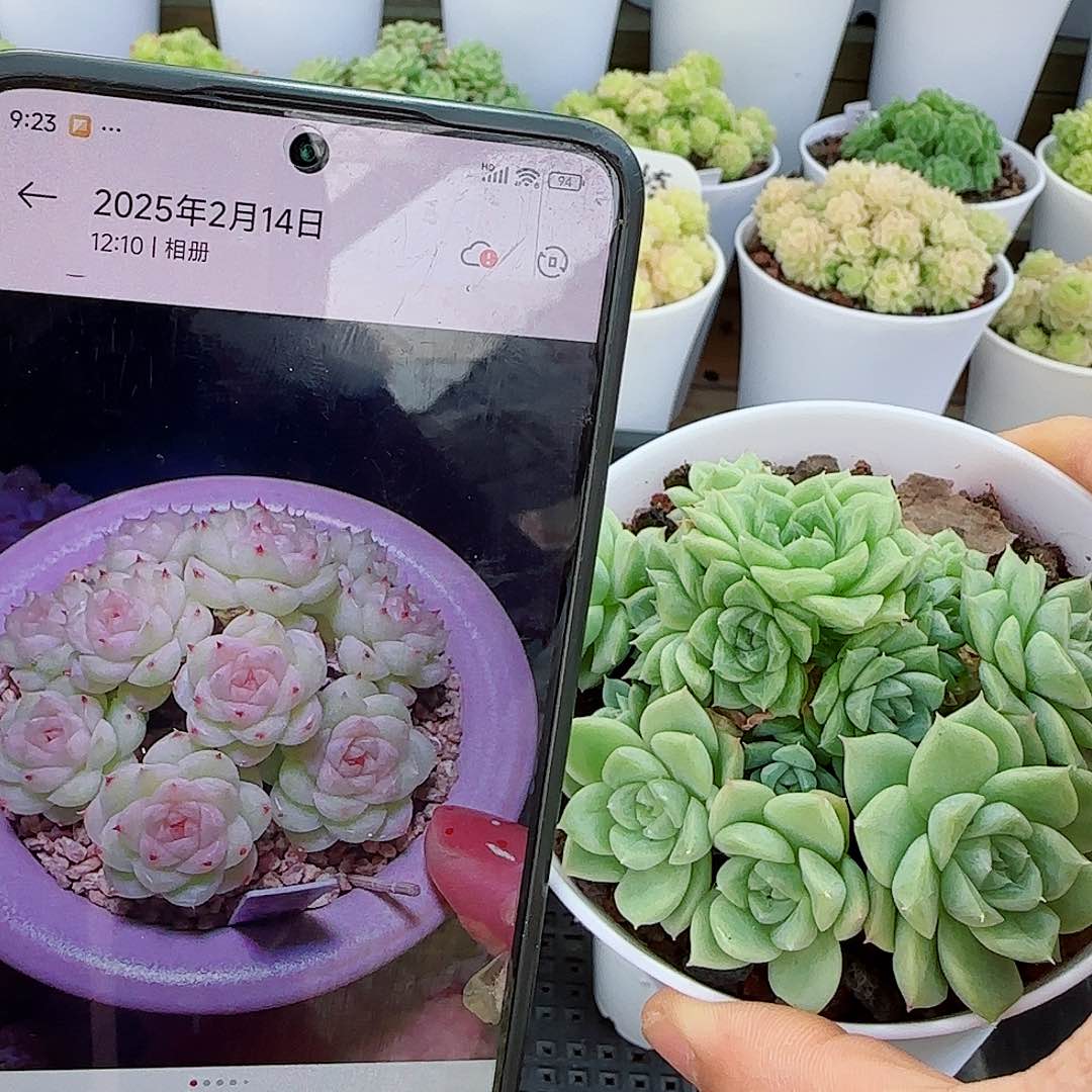 【闪购商品】0607-30（ttp-114）