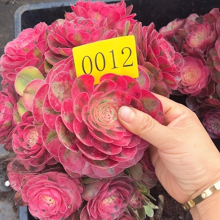 多肉植物荔枝0012