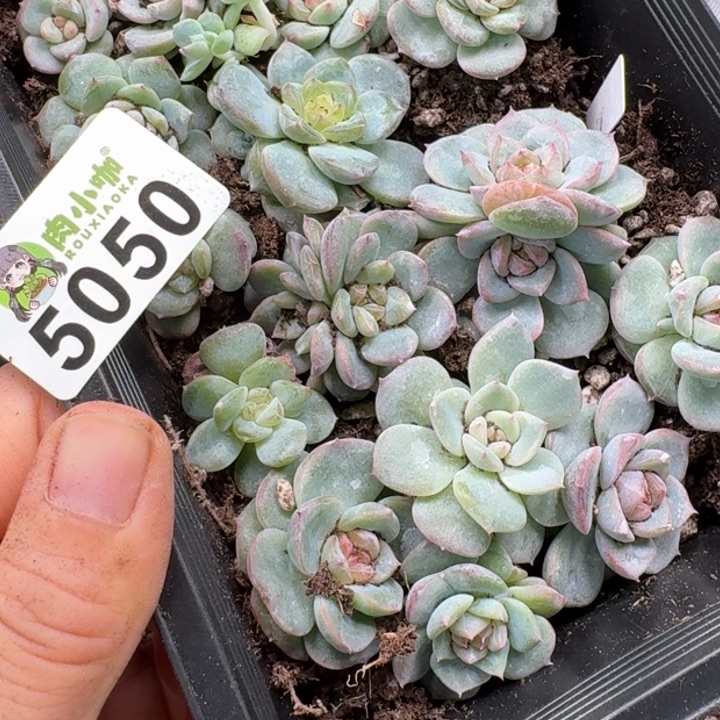 今***丶多肉植物多肉植物