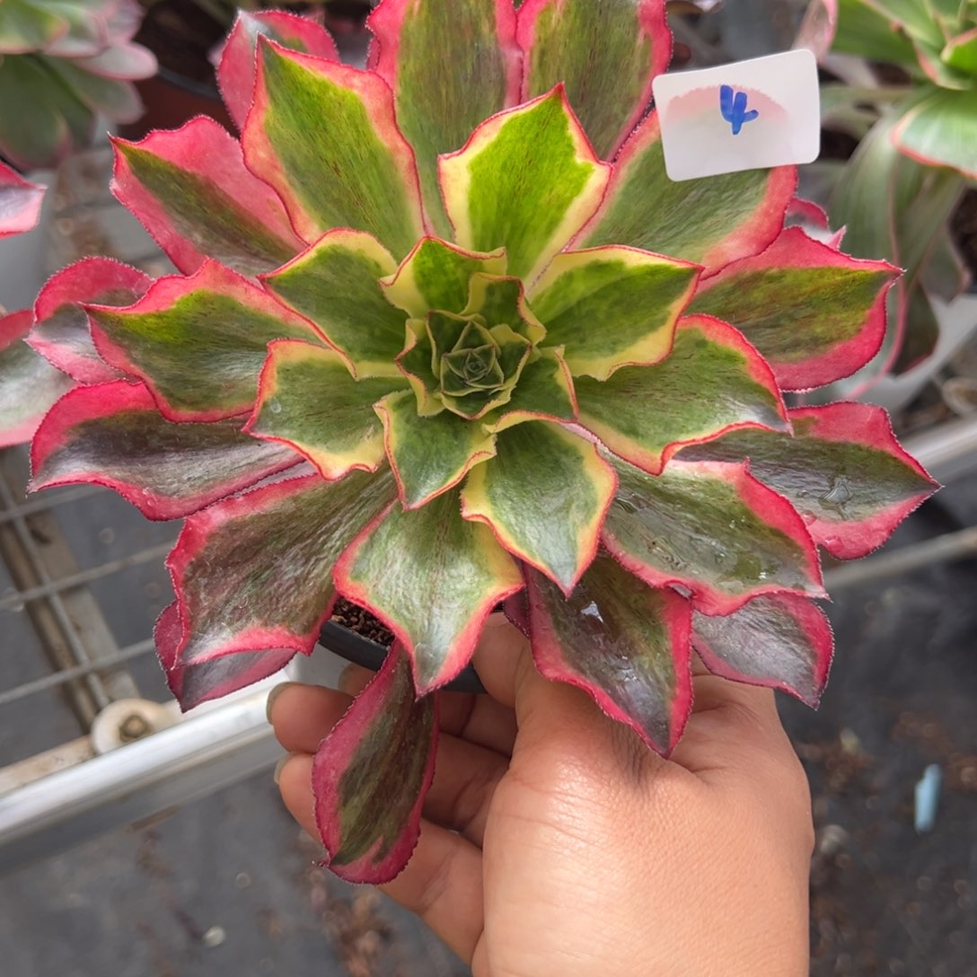 4魅影duorouxixixixi多肉