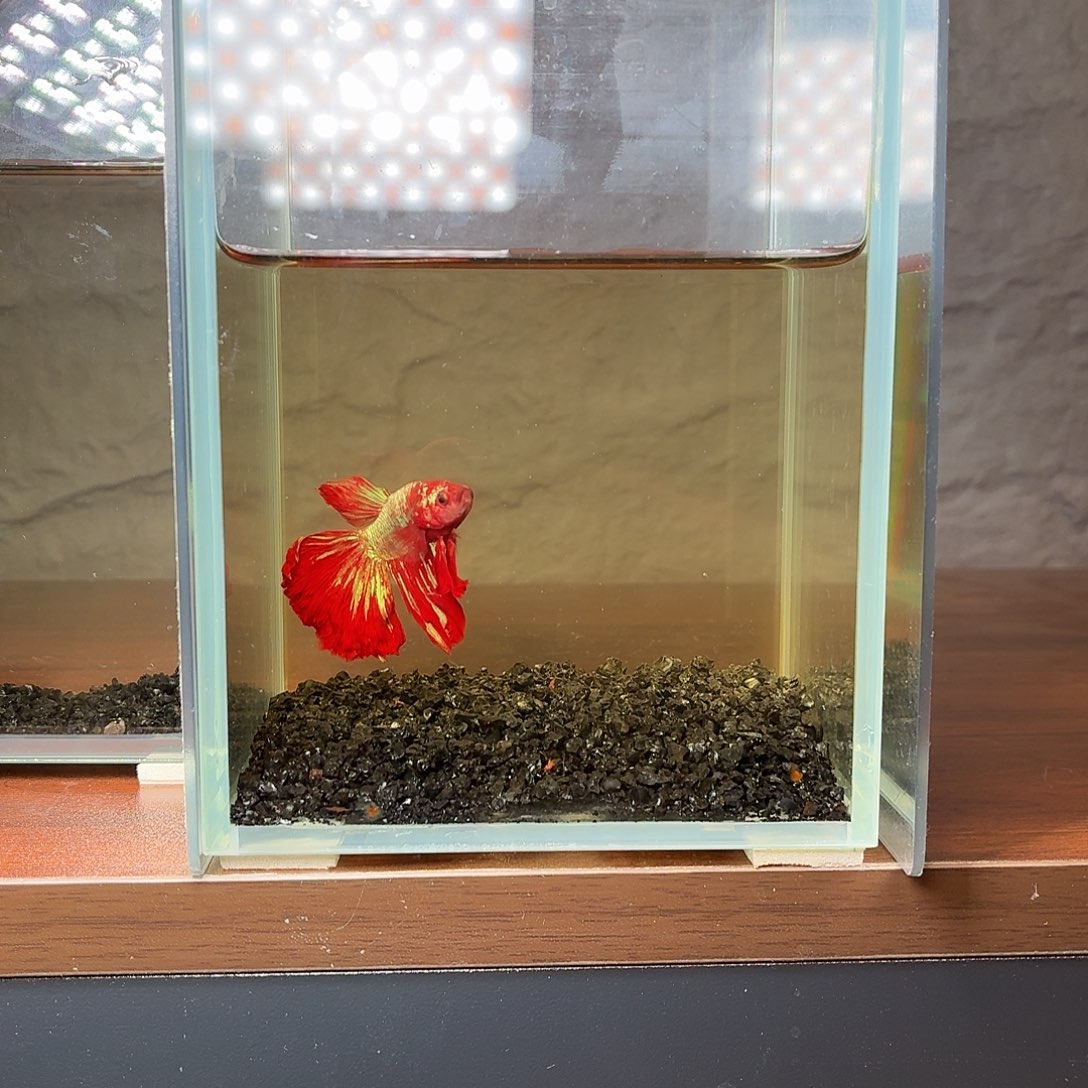 斗鱼彩金半月公鱼