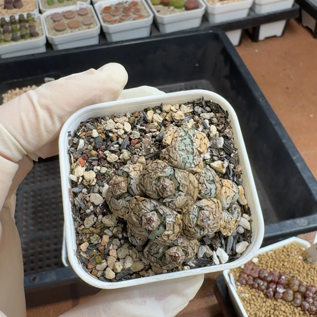 ****呀0922-057肉锥肉锥安贞