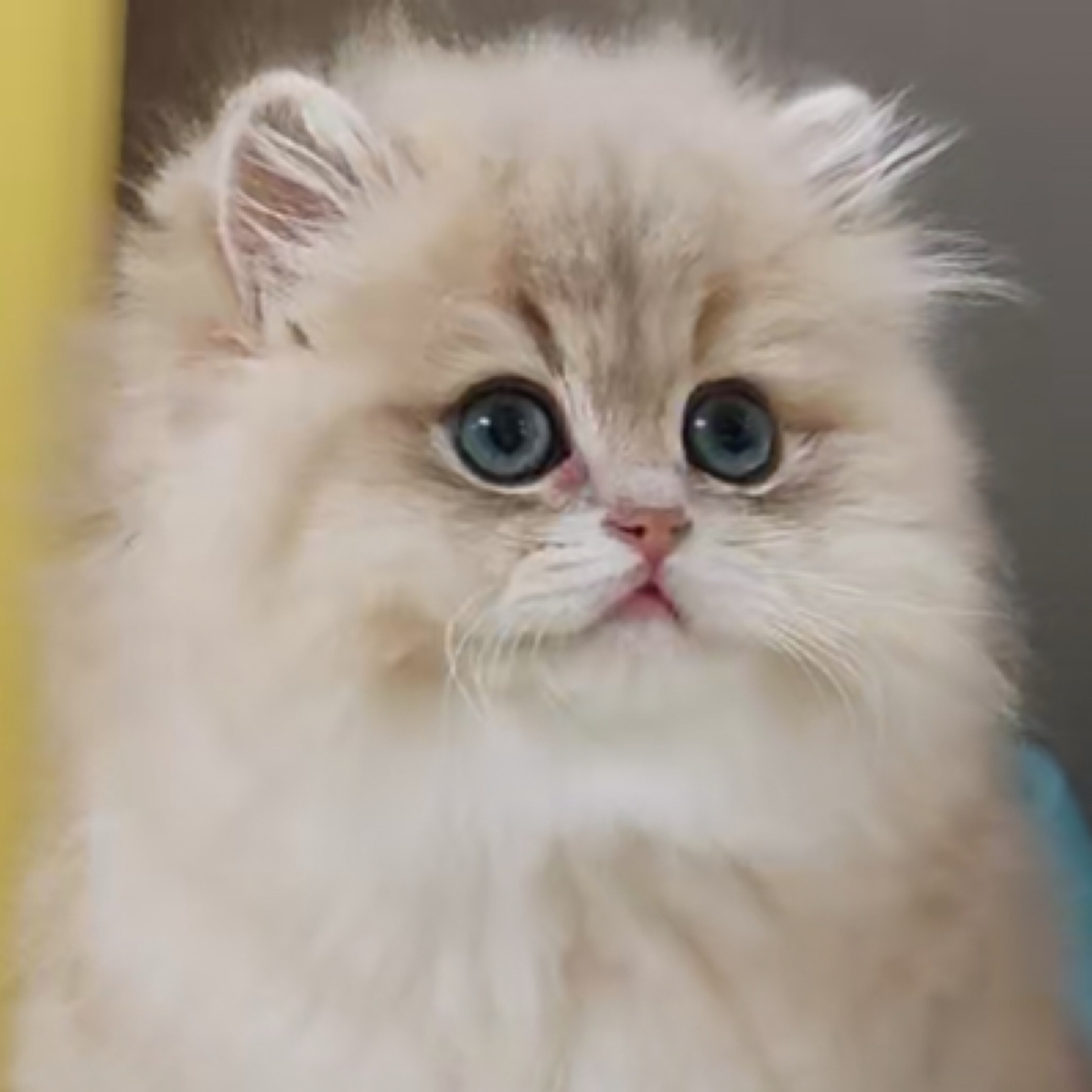 妮妮喵新脸版布偶猫舍稀有色渐层全款成交链接