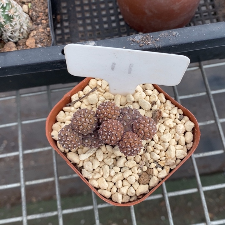 伯克利和格蕾纳等著名音乐