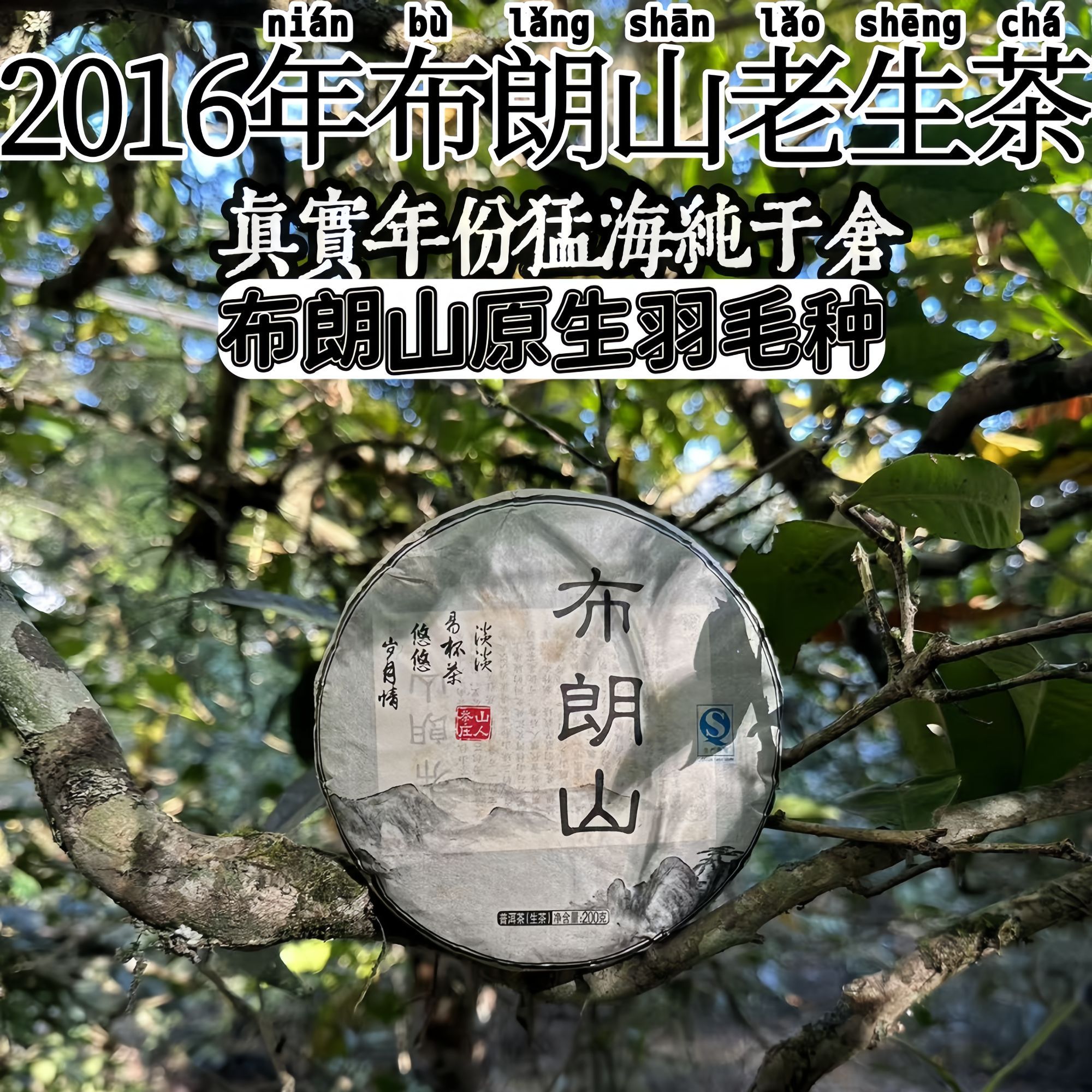 【真实年份老生普】2016年普洱茶布朗山头春古树（混采）200克饼茶