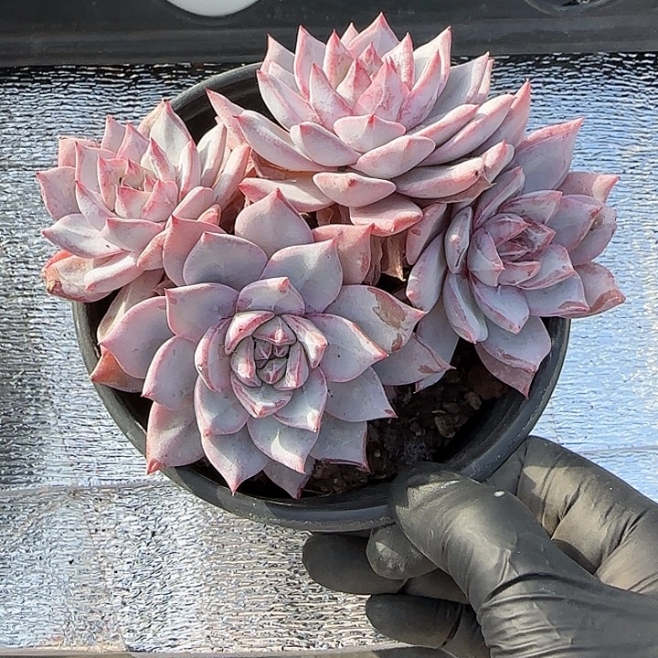 青蛙王子儿童牙膏套装11