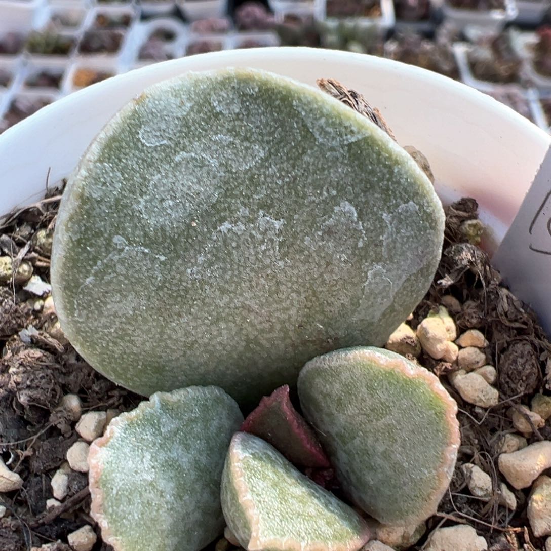 实生新品多肉植物水泡