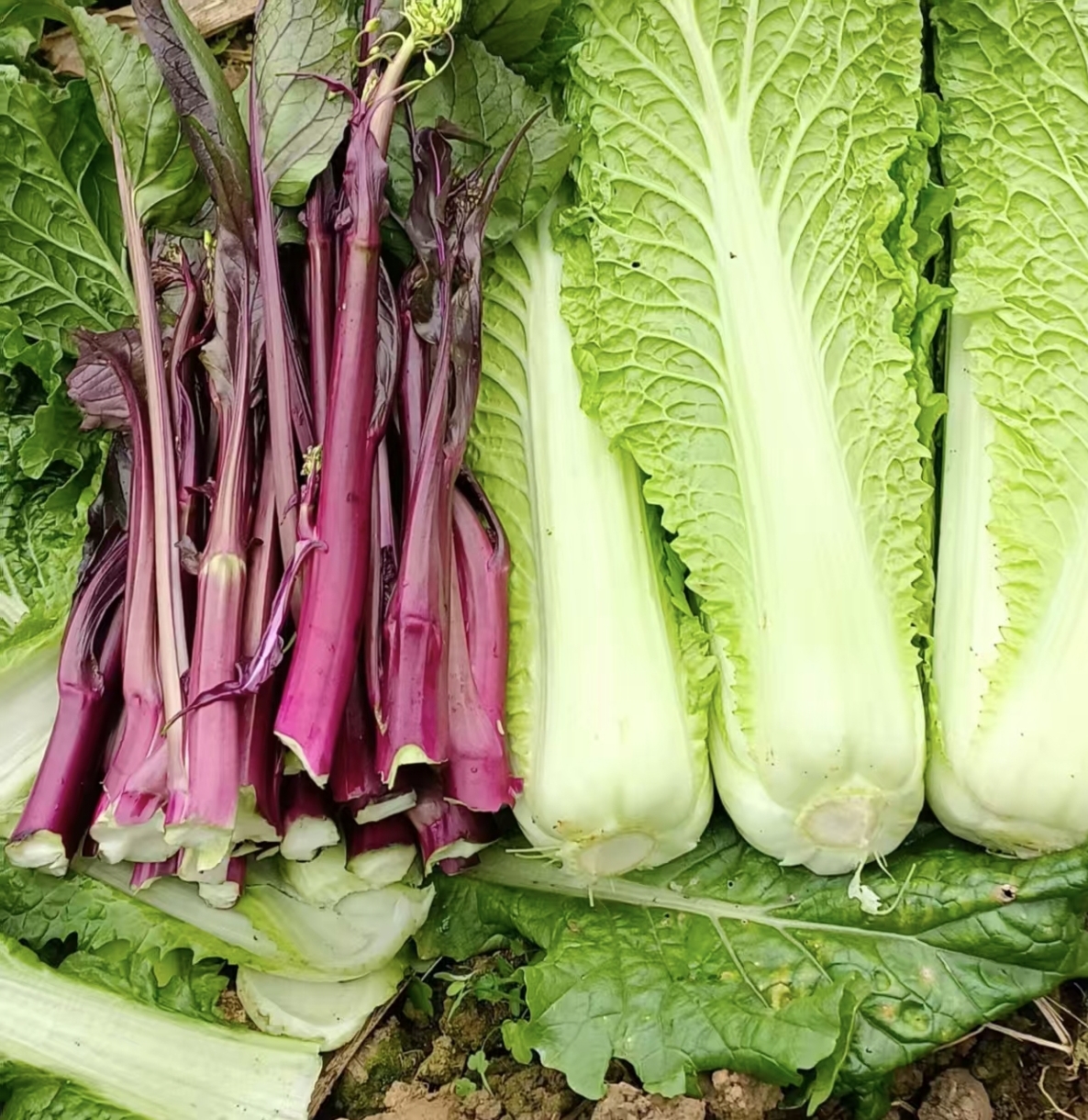 贵州农家自种红菜苔红菜心新鲜采摘发货