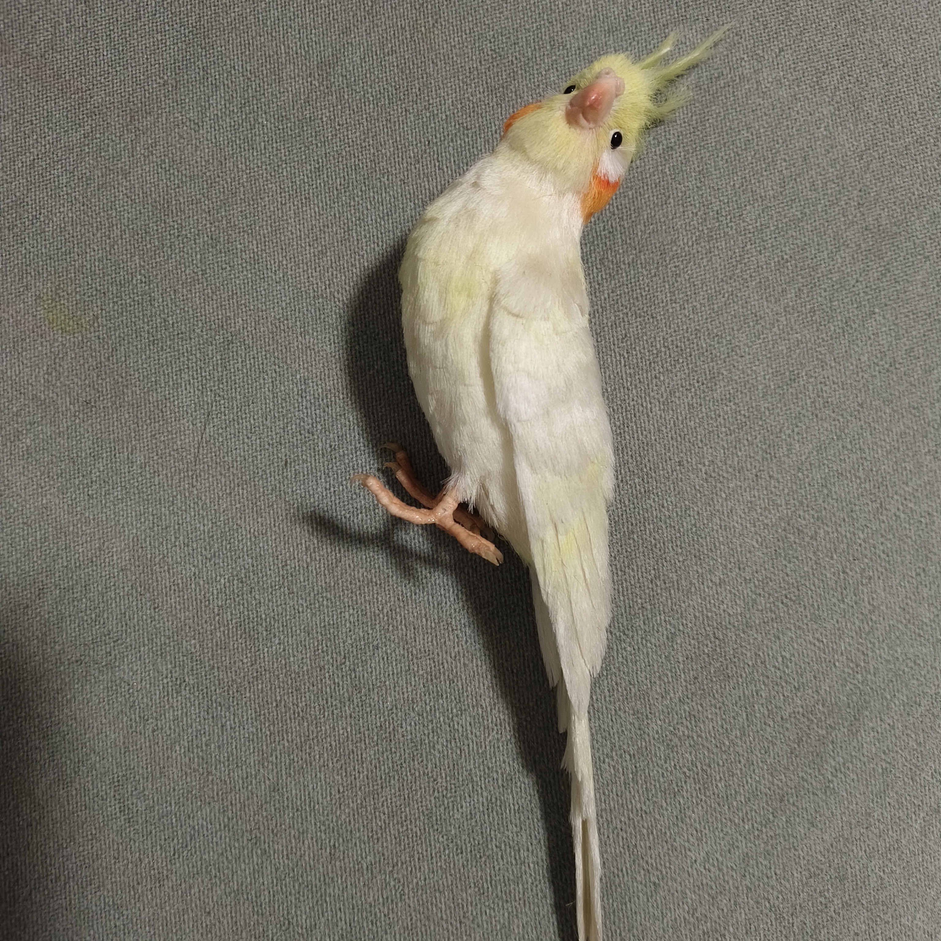 蚕丝做的手工艺品