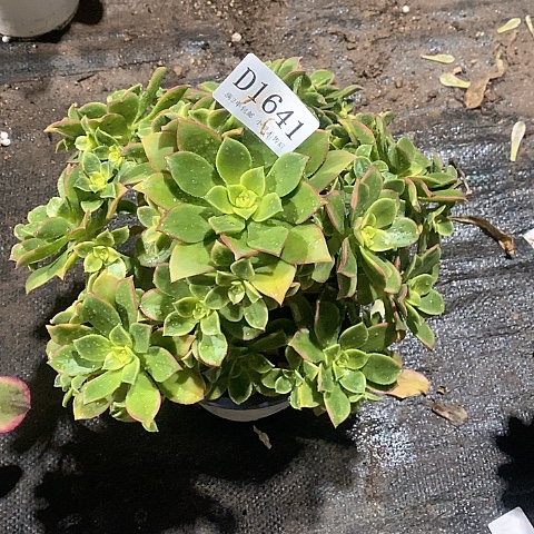 1641艳日辉多肉发货叶片有黑斑