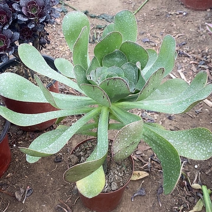 艳姿法师加急发货1