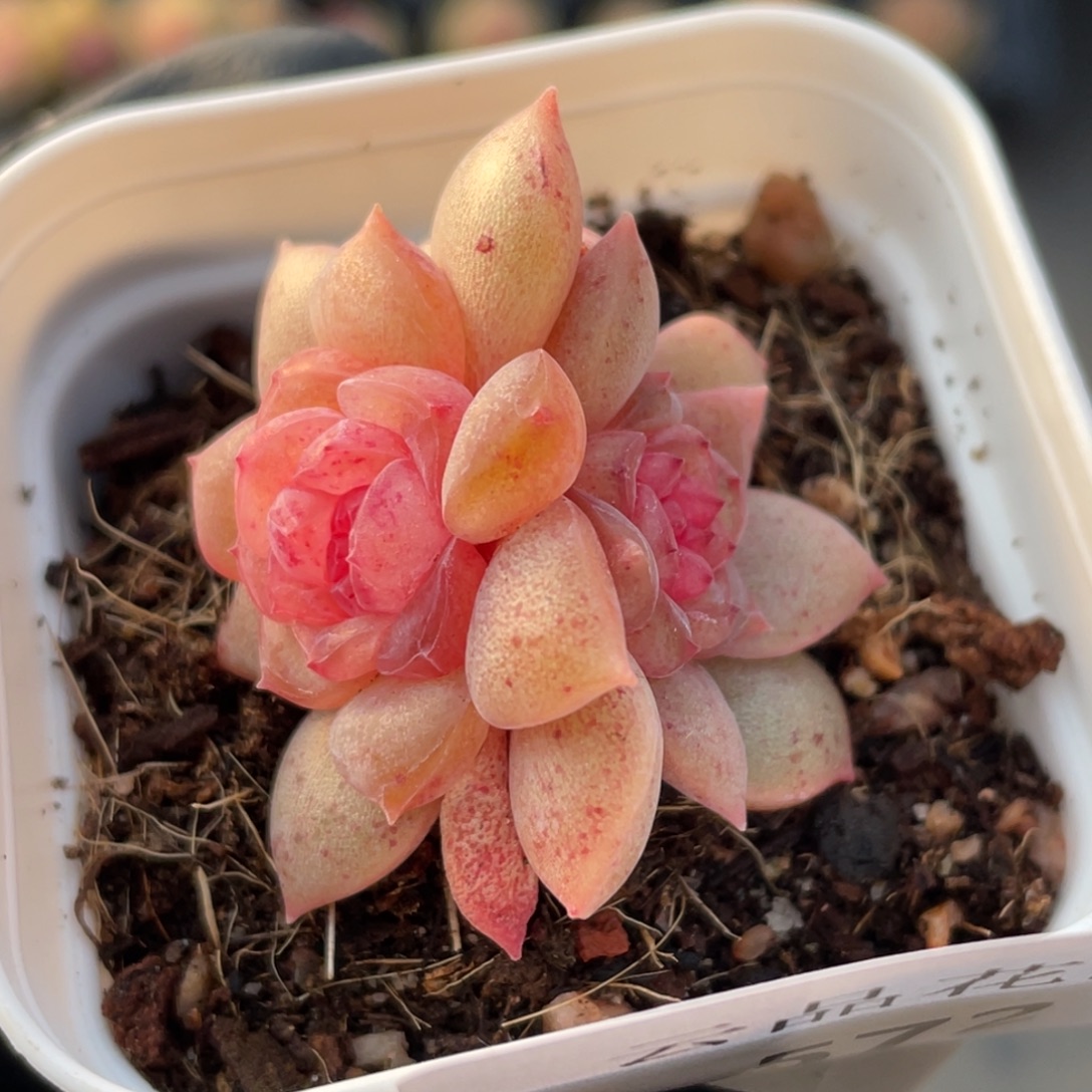 572号糖心冰心珍妮