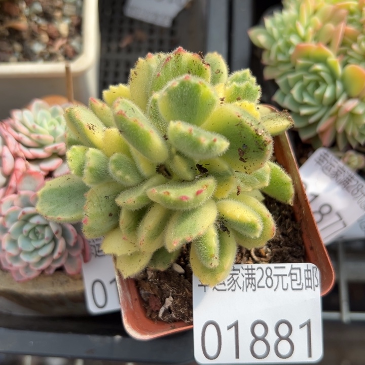 幸运儿是一位非常幸运