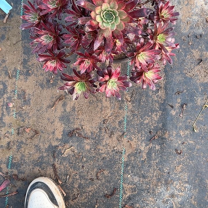 多肉法师植物链接48