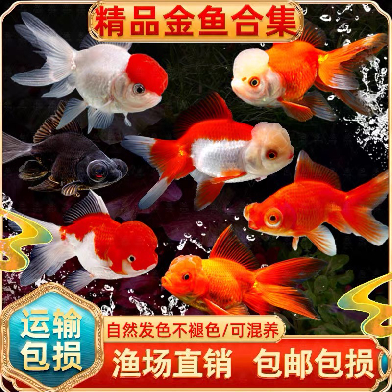 【 超大金鱼 】11尾 冷水观赏鱼 可混养8-10公分