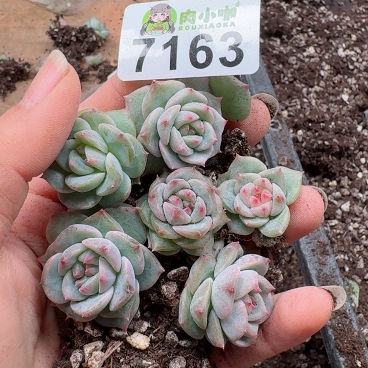 多肉植物多肉植物