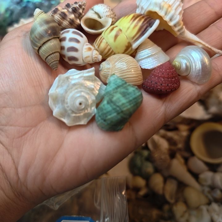 石材天然海螺贝壳寄居蟹替换壳