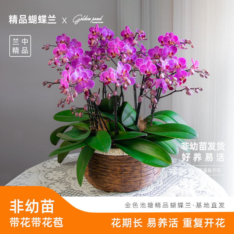 甄选蝴蝶兰【波斯猫】好养活送礼室内花卉带花带花苞蝴蝶兰盆栽种植