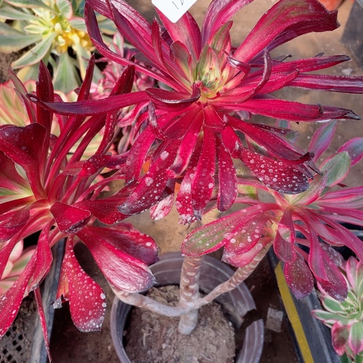 126巫啦多肉12345678多肉