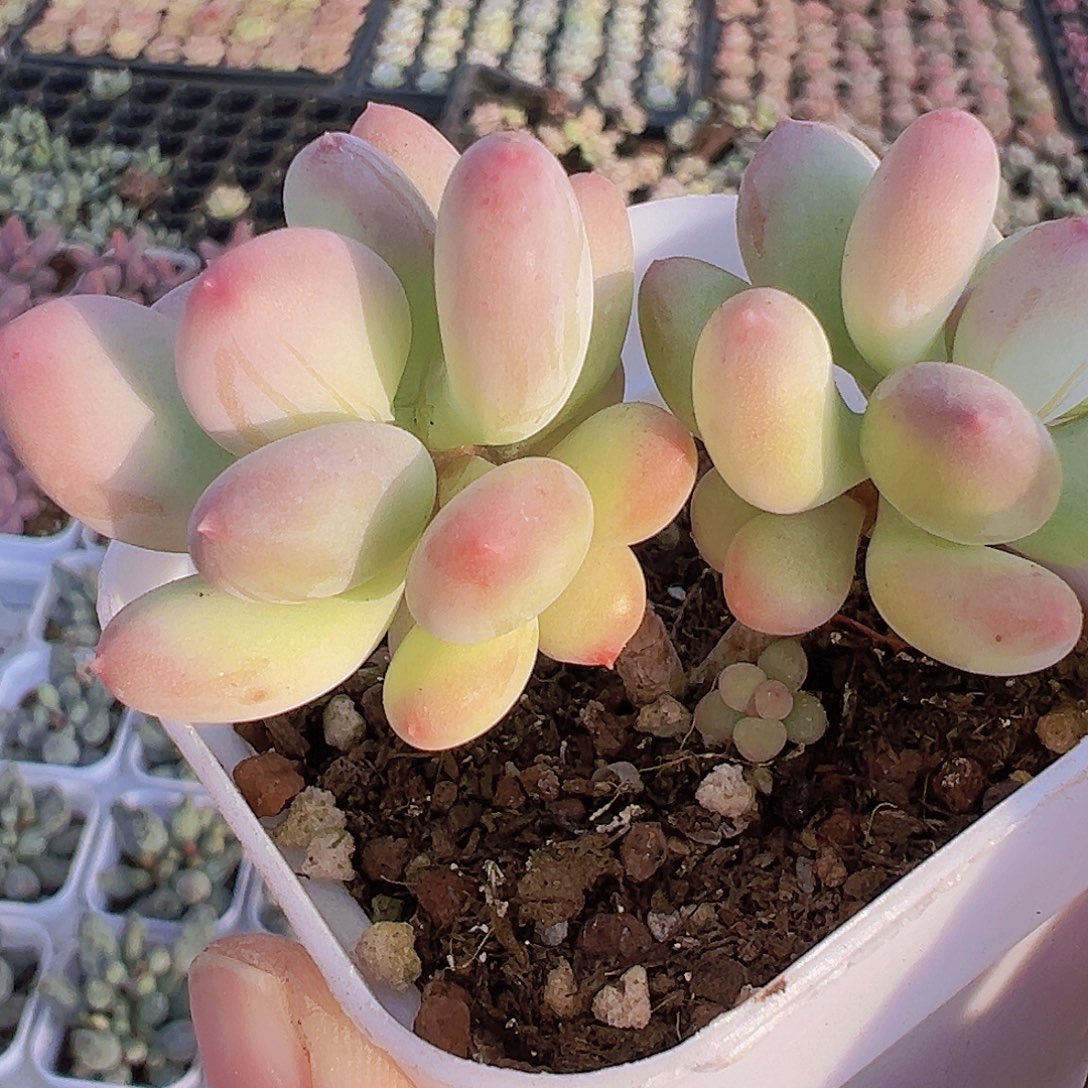 苹果奶19包邮多肉植物