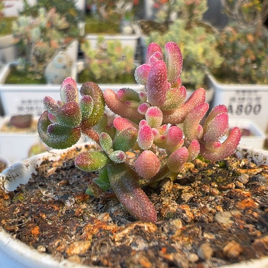 3-052红宝石阴阳锦五圆盆