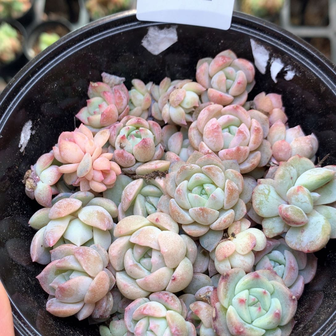 T22 珍妮糖心巫拉拉混合组合