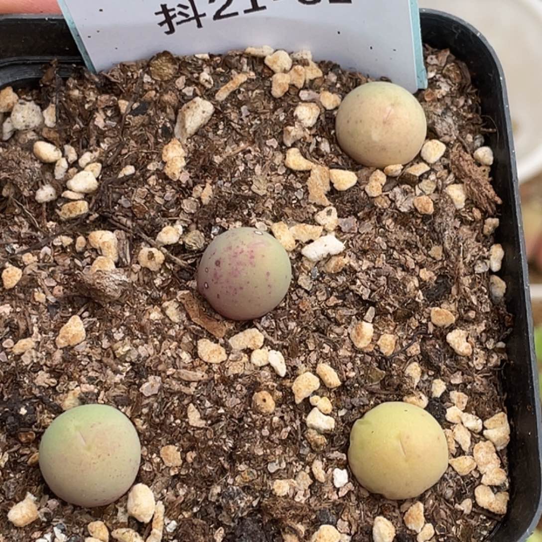 21-31鸽子蛋多肉植物