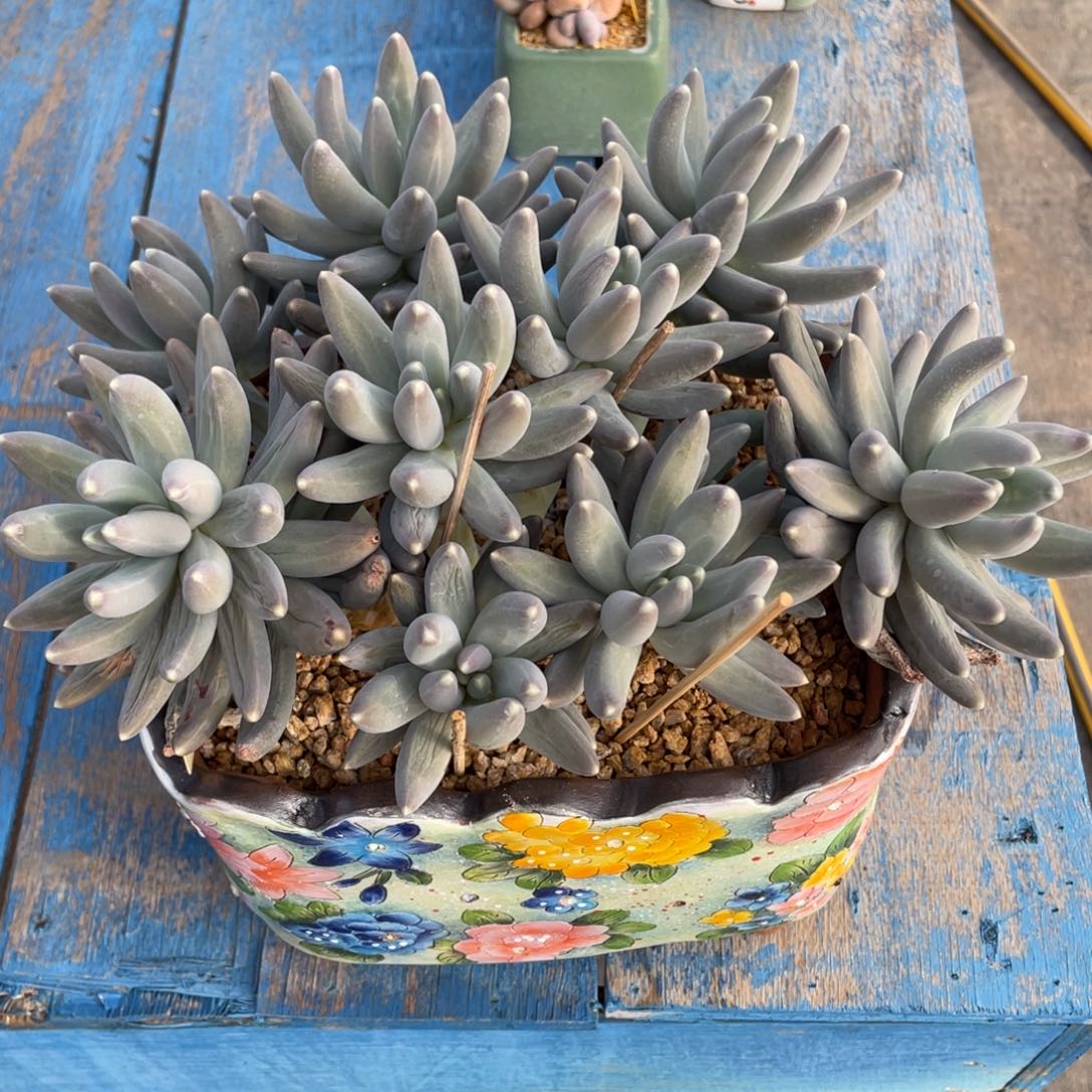 颖*?松果美人晒伤福利多肉植物