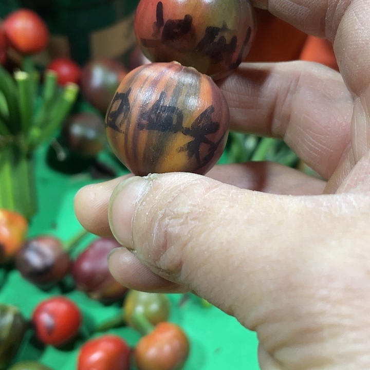 乖***～完全开放君子兰四季开花稀释甲醛