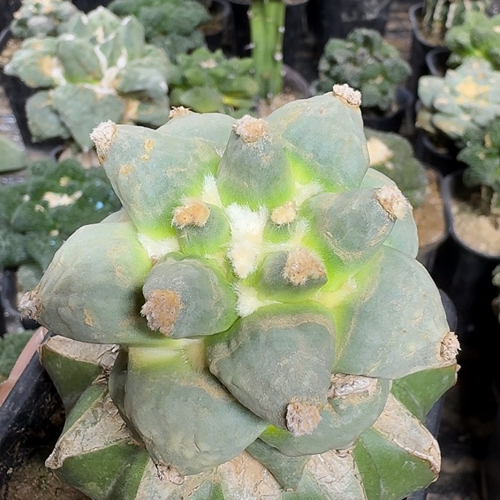 无花朵006白肌龙牙怒涛牡丹