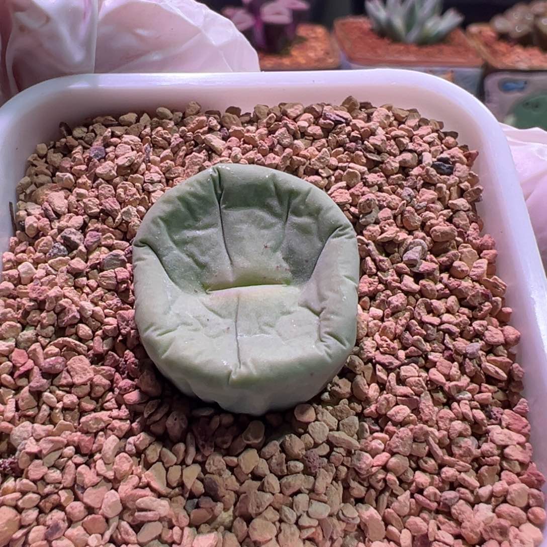 0326，园艺dows，肉锥植物