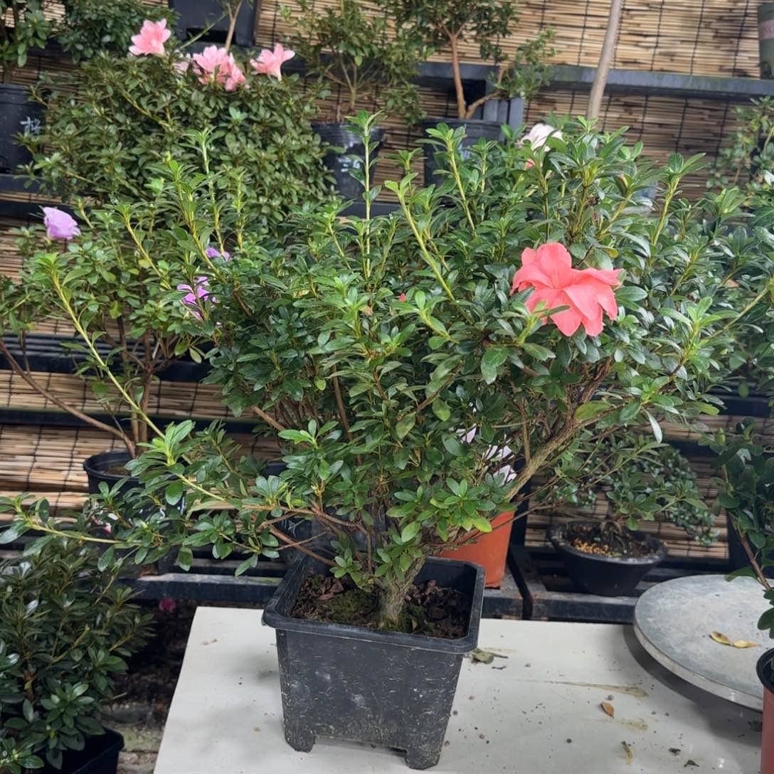 追***梦完全开放小玉之舞杜鹃花