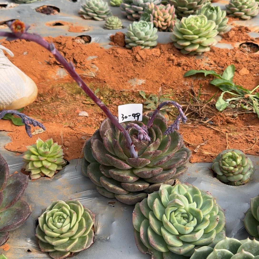 麦秆一颗一物一拍30-49