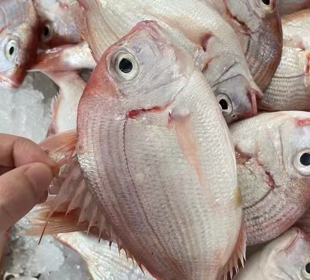 湛江野生红立鱼【7-9条/斤】顺丰包邮！