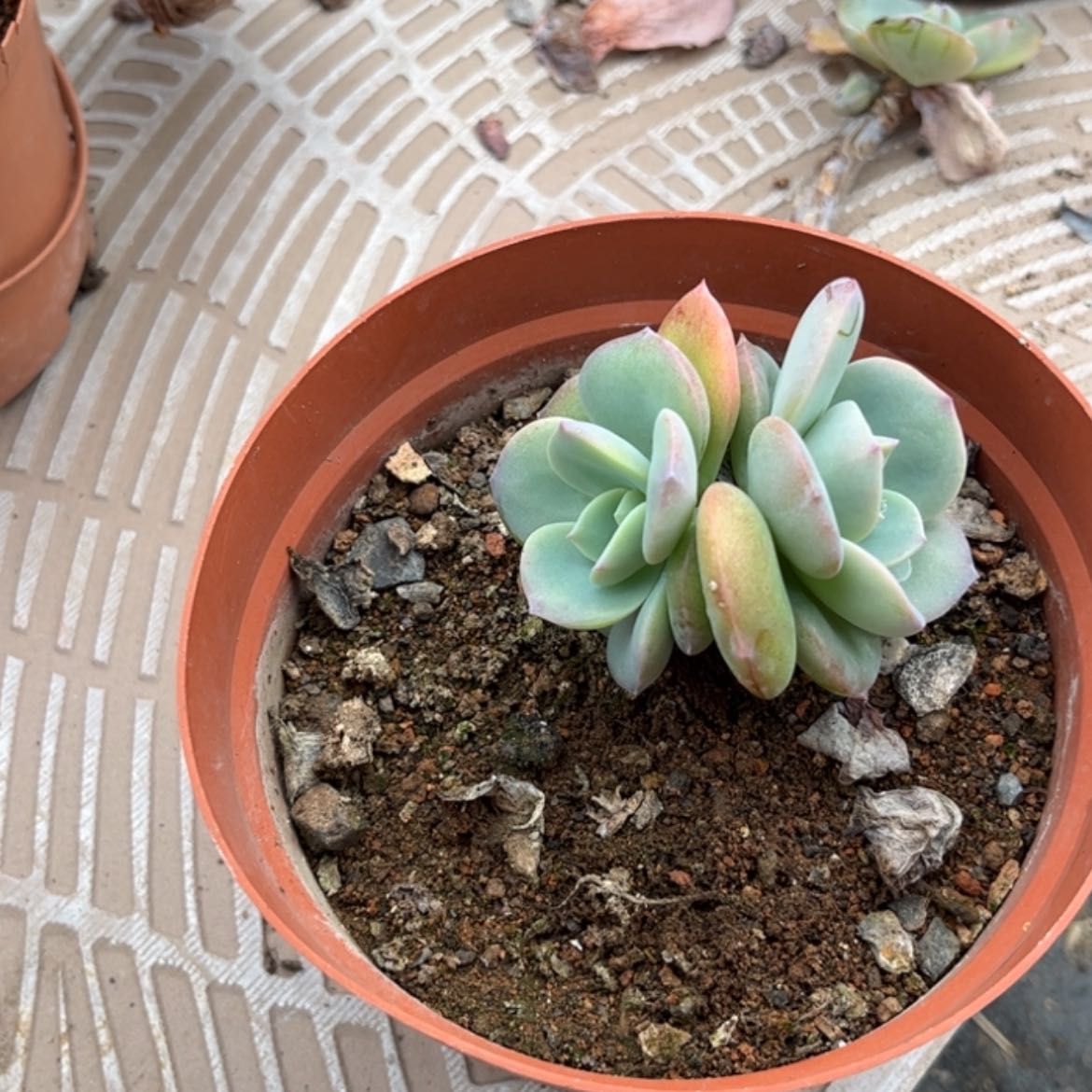 【闪购商品】无花朵一**间