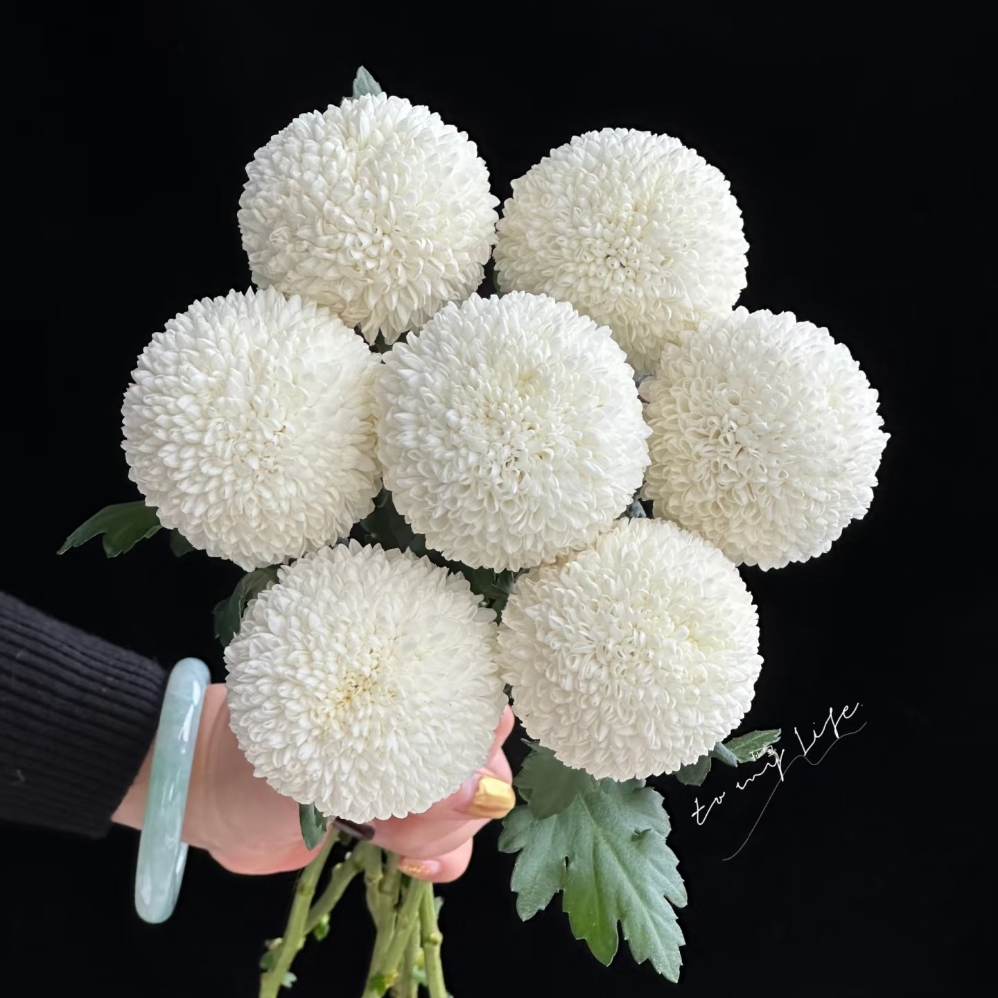 稀有黄白色乒乓菊鲜切花云南基地直发水养鲜花