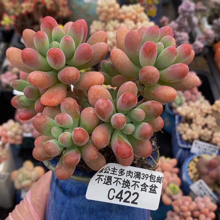 派大星9cm422多肉植物
