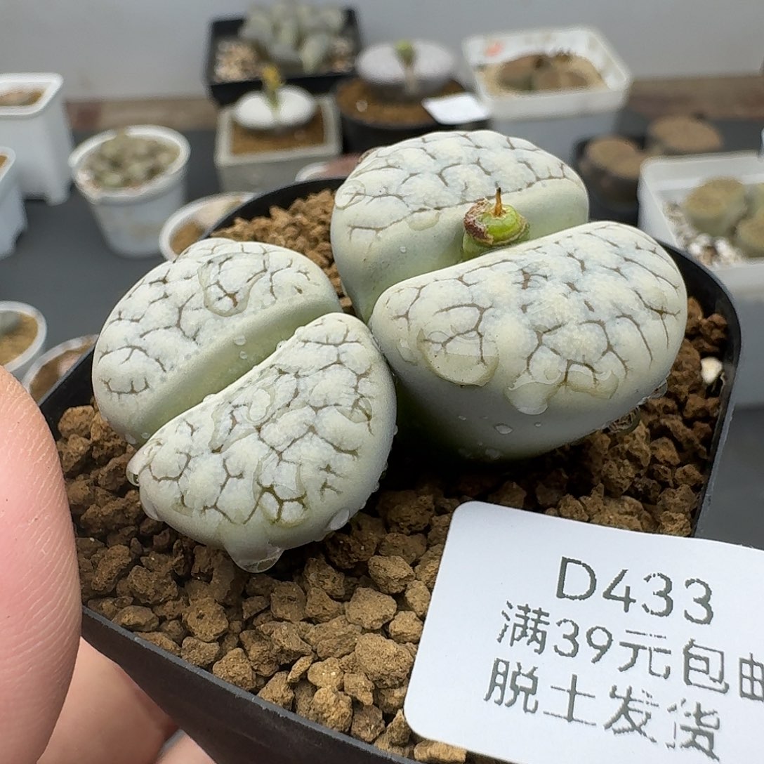 433多肉哈哈哈哈哈哈哈