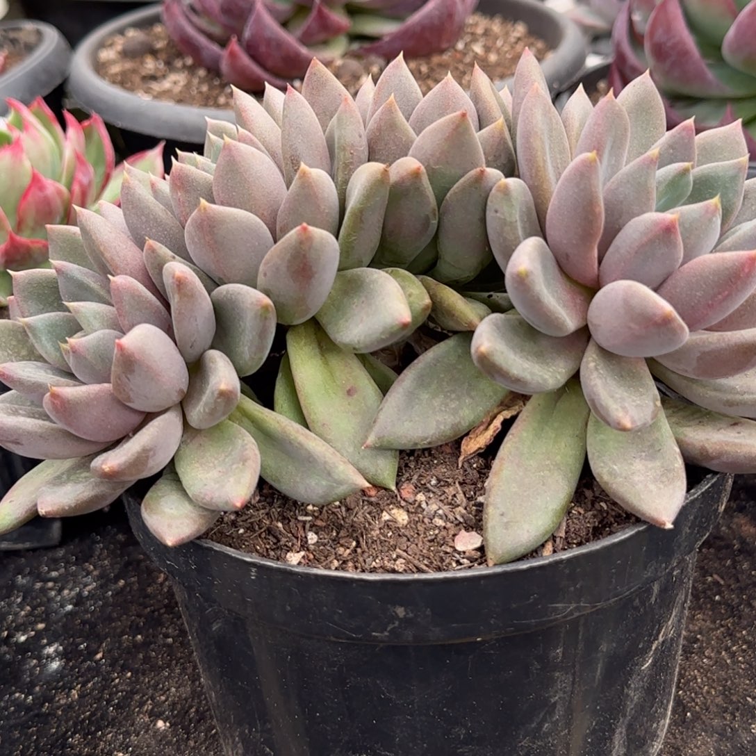 红象牙朵朵一物一拍包装收缩花旱