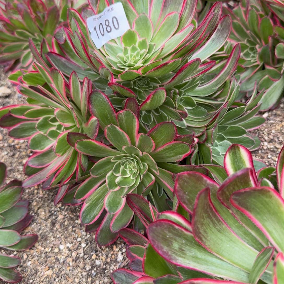 1080孔雀翎。多肉植物