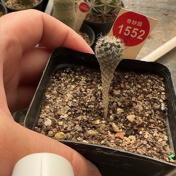 实生赤花美针玉1.5cm