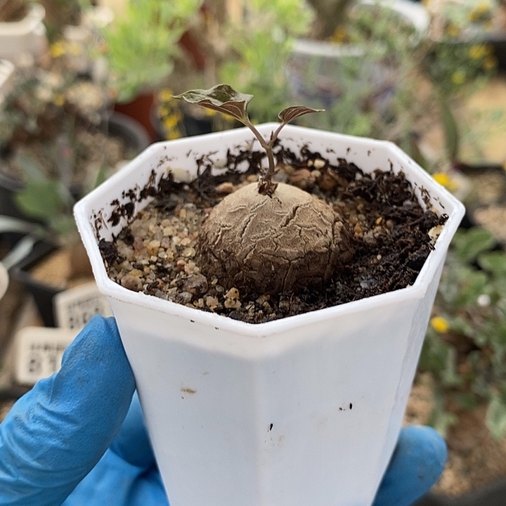 m**n880龟甲龙一一一一一一一带盆一一一一