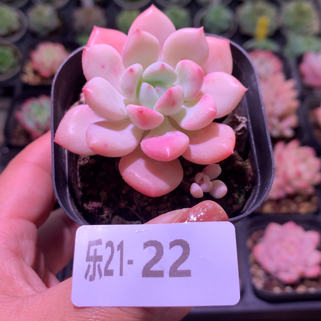 乐然21-22 玉兔单头 