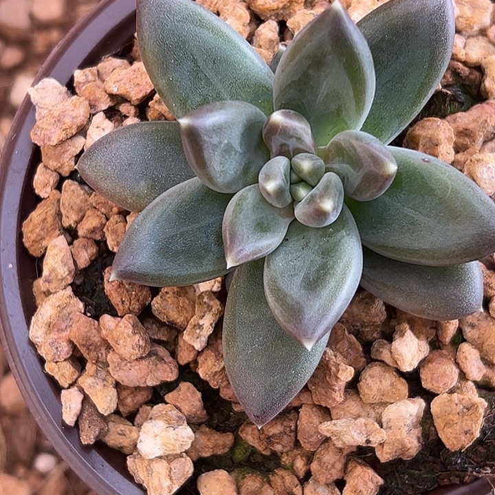 美人特价一物一拍