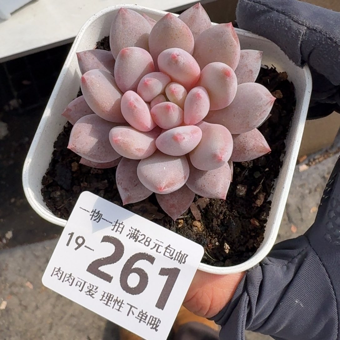 半夏无盆土发货无