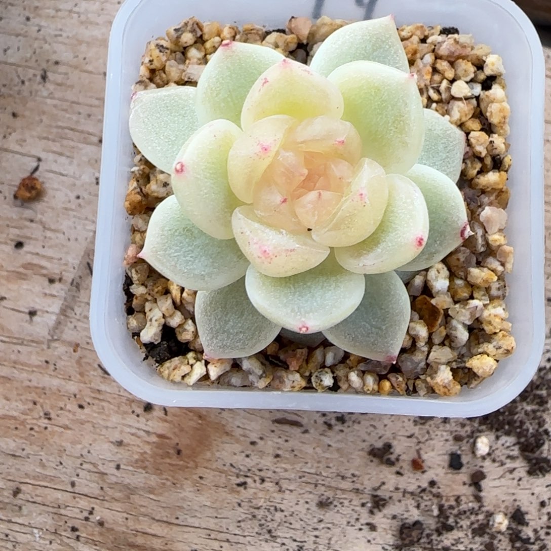 品***阁一物一拍财富密码破天富贵