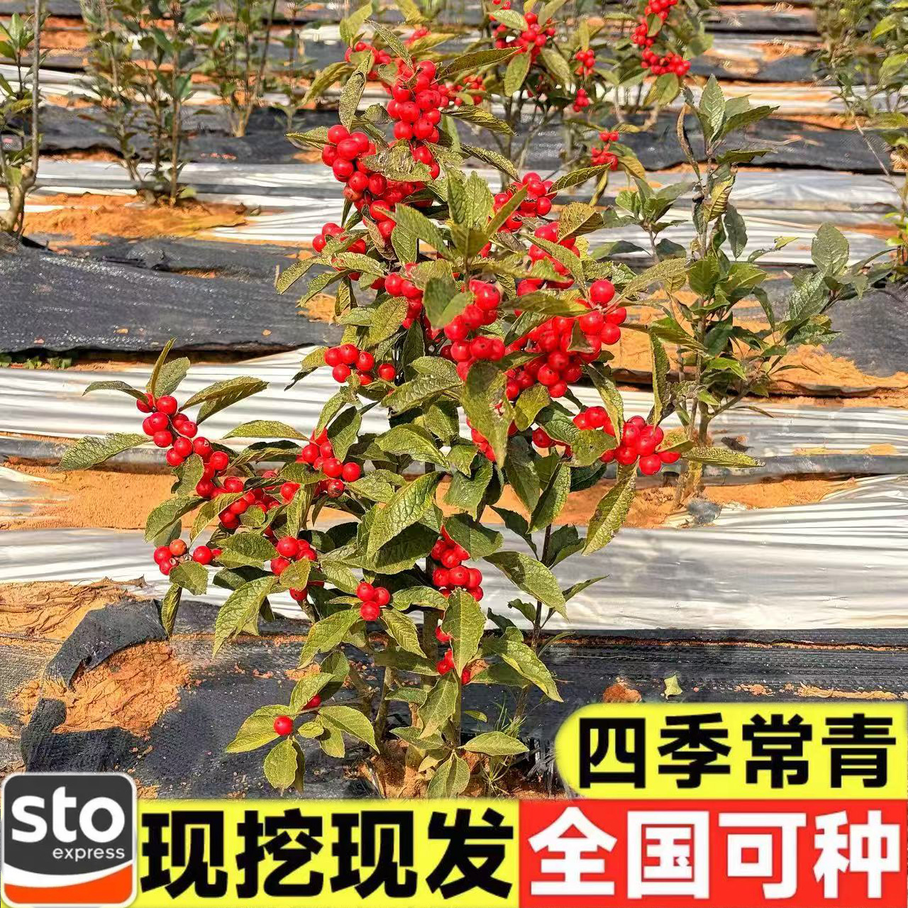 【一物一拍】北美冬青盆栽红果真花耐寒耐热现挖现发护心土年宵花卉